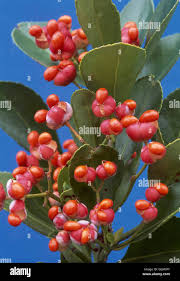 Attēlu rezultāti vaicājumam “Euonymus verrucosus fruit”