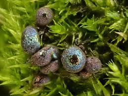 Attēlu rezultāti vaicājumam “Cribraria cancellata var. fusca stalked”