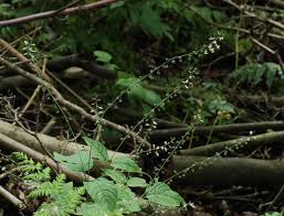 Attēlu rezultāti vaicājumam “Circaea lutetiana fruit”