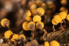 Attēlu rezultāti vaicājumam “Cribraria purpurea macro”