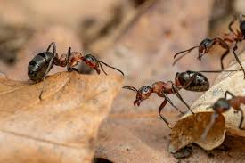 Attēlu rezultāti vaicājumam “Formica rufa”