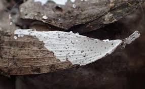 Attēlu rezultāti vaicājumam “Diderma chondrioderma macro”