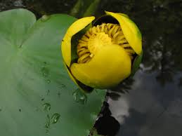 Attēlu rezultāti vaicājumam “Nuphar lutea flower”