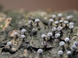 Attēlu rezultāti vaicājumam “Physarum bitectum spores”