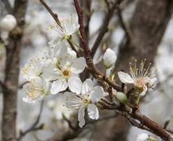 Attēlu rezultāti vaicājumam “Prunus cerasifera var. divaricata flower”