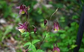 Attēlu rezultāti vaicājumam “Aquilegia vulgaris flower”