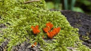 Attēlu rezultāti vaicājumam “Dacrymyces stillatus”