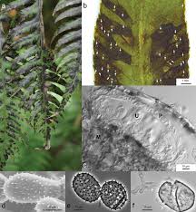 Attēlu rezultāti vaicājumam “Pucciniales”