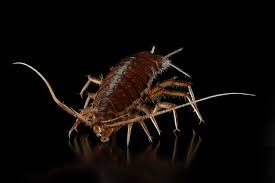 Attēlu rezultāti vaicājumam “Asellus aquaticus”