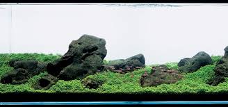 Znalezione obrazy dla zapytania takashi amano%