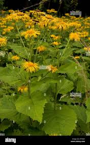 Image result for Telekia speciosa