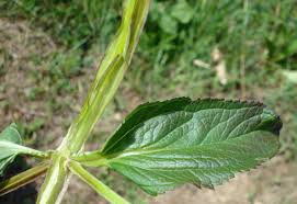 Attēlu rezultāti vaicājumam “Scrophularia umbrosa flower”
