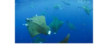 Image result for Mobula tarapacana