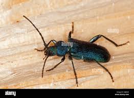 Attēlu rezultāti vaicājumam “Callidium violaceum”