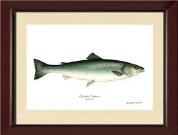 Image result for Salmo salar