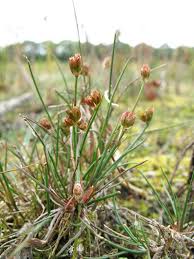 Attēlu rezultāti vaicājumam “Juncus bulbosus fruit”