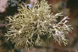 Attēlu rezultāti vaicājumam “Evernia prunastri”