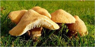 Attēlu rezultāti vaicājumam “Cystoderma amianthinum”