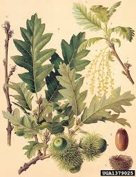 Attēlu rezultāti vaicājumam “Quercus”