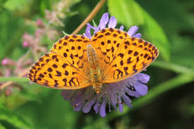 Attēlu rezultāti vaicājumam “Brenthis daphne underside”
