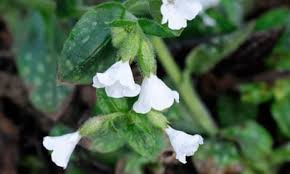 Image result for Pulmonaria officinalis