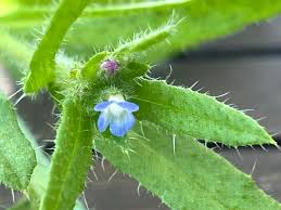 Attēlu rezultāti vaicājumam “Anchusa arvensis”