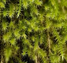 Attēlu rezultāti vaicājumam “Lophozia capitata”