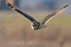 Attēlu rezultāti vaicājumam “Asio flammeus adult”
