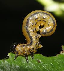 Attēlu rezultāti vaicājumam “Euura brevicornis”