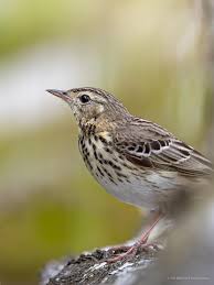 Image result for Anthus trivialis