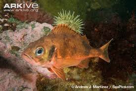 Image result for Sebastes fasciatus