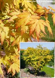 Image result for Acer palmatum `Orange Dream`