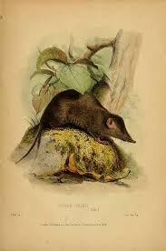 Attēlu rezultāti vaicājumam “Sorex sp.”