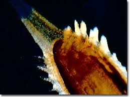 Attēlu rezultāti vaicājumam “Taraxacum officinale aggr. fruit”