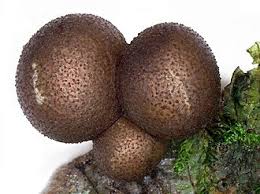 Attēlu rezultāti vaicājumam “Lycogala leopardinum”