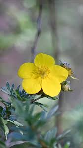 Attēlu rezultāti vaicājumam “Pentaphylloides fruticosa flower”
