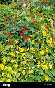 Image result for Tropaeolum majus