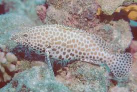 Image result for Epinephelus tukula
