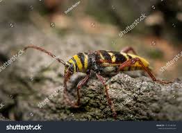 Attēlu rezultāti vaicājumam “Plagionotus detritus”