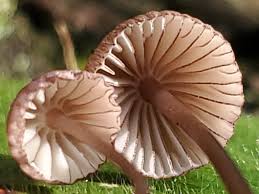 Attēlu rezultāti vaicājumam “Mycena purpureofusca”