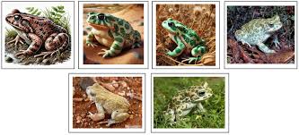 Attēlu rezultāti vaicājumam “Pseudepidalea viridis adult”