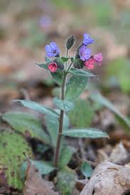 Image result for Pulmonaria officinalis