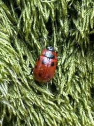 Attēlu rezultāti vaicājumam “Gonioctena viminalis”