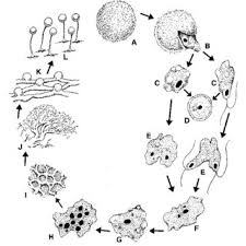 Attēlu rezultāti vaicājumam “Barbeyella minutissima”