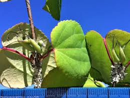 Attēlu rezultāti vaicājumam “Cercidiphyllum japonicum fruit”