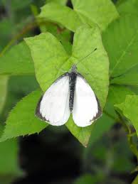 Attēlu rezultāti vaicājumam “Pieris brassicae male”