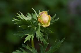 Attēlu rezultāti vaicājumam “Trollius europaeus fruit”