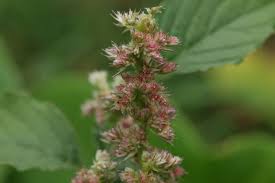 Attēlu rezultāti vaicājumam “Amaranthus retroflexus leaf”