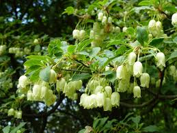 Attēlu rezultāti vaicājumam “Enkianthus chinensis leaf”
