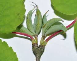 Attēlu rezultāti vaicājumam “Cercidiphyllum japonicum fruit”